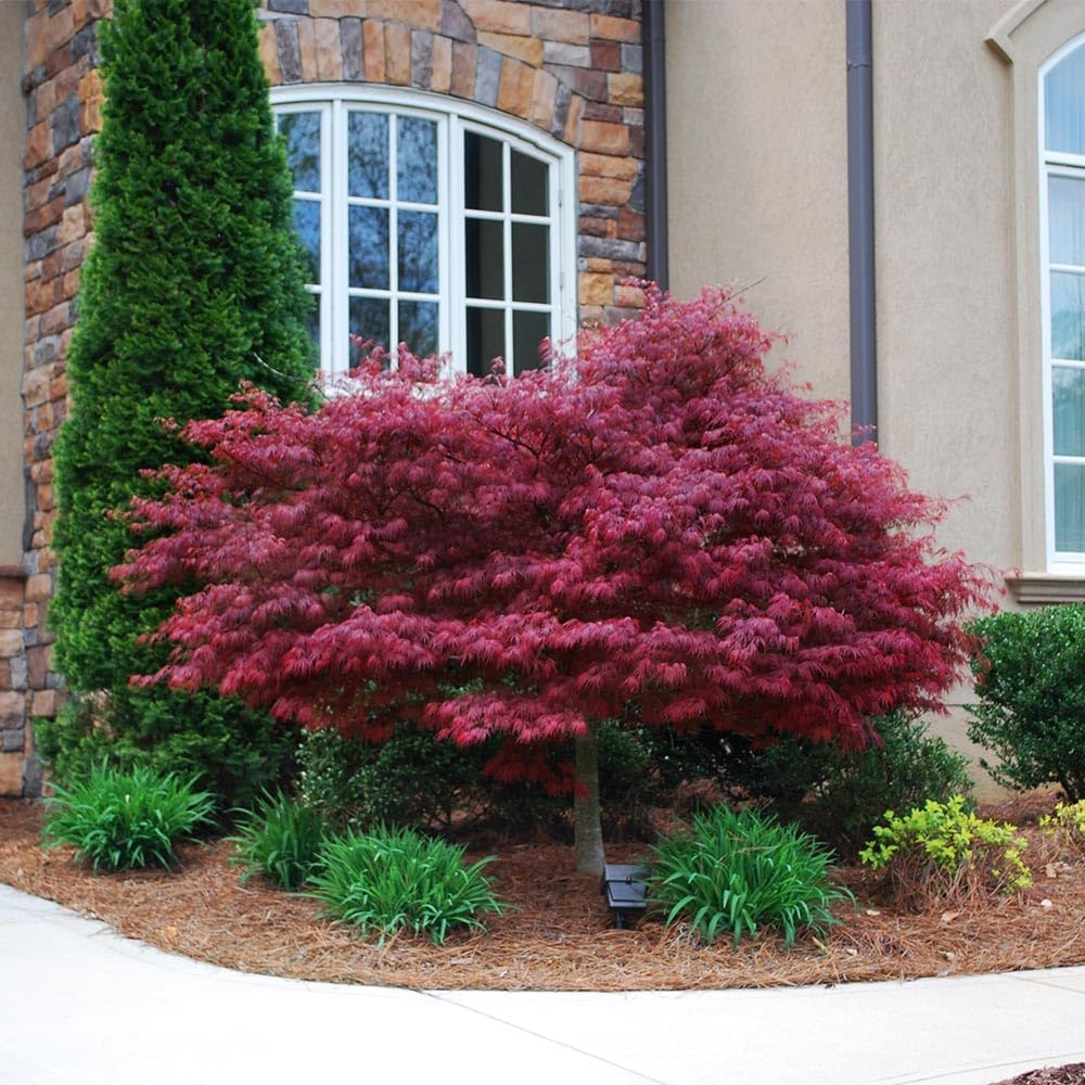 Brighter Blooms - Red Dragon Japanese Maple Tree, 2-3 ft. - No Shipping to AK, AZ, HI