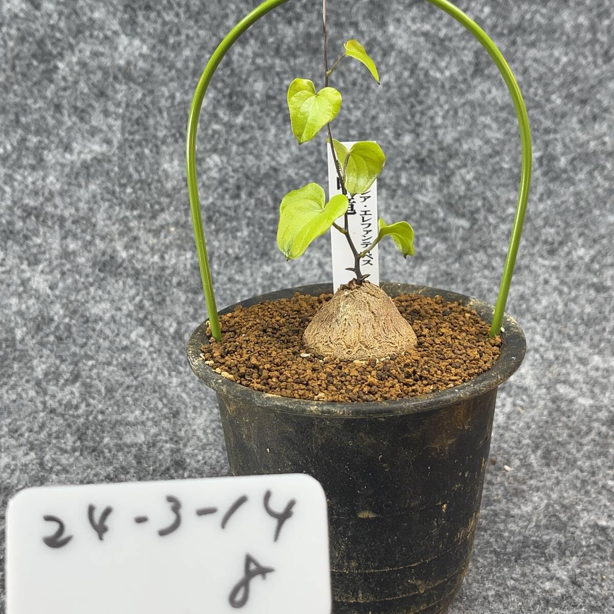 ゴ*ド様 アフリカ亀甲竜　No4 楽天市場】【10日はP5倍！】【現品】アフリカ亀甲竜 4号（1〜4