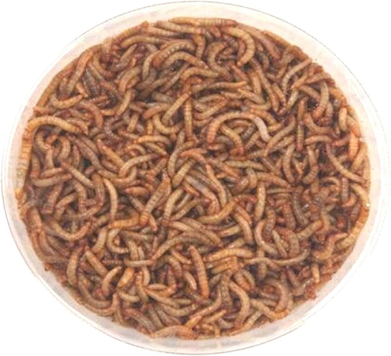The Mealworm Company LIVEFOODS DIRECT M2KG Live Mini Mealworms 913mm 2kg Amazon.co.uk Pet