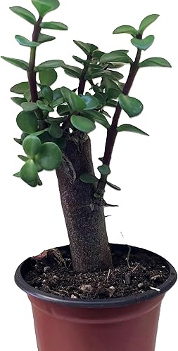 Miniatura 3 de Blissful Elephant Bush en maceta de 4 pulgadas, suculenta con hojas verdes brillantes, tallos de color marrón rojizo, creando un efecto en cascada