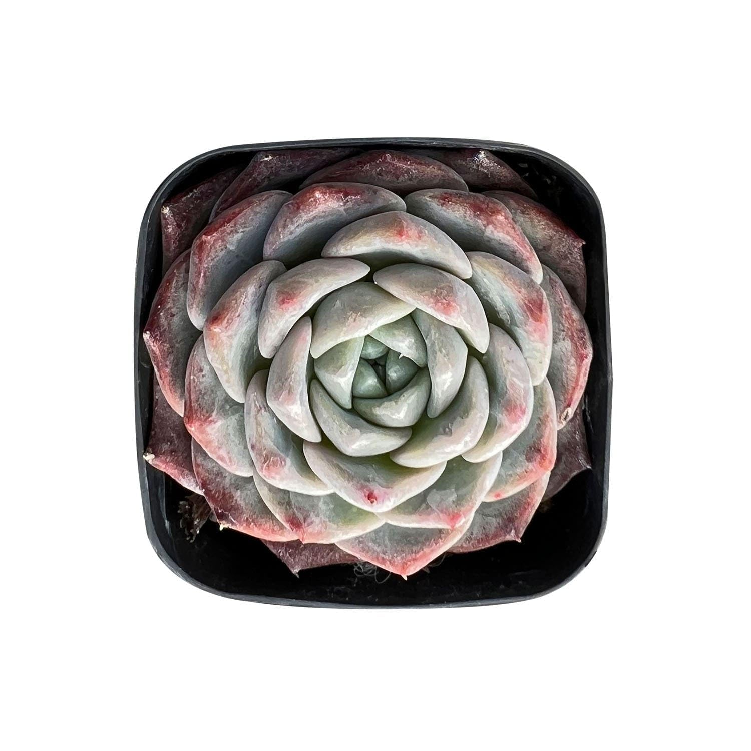 Sprout N Green Echeveria Snow Fairy in 2 inch Starter Pot, Rare Live Succulent Plant Fully Rooted in Planter with Soil, Home Office Indoor Outdoor Wedding Decoration DIY Projects Party Favor