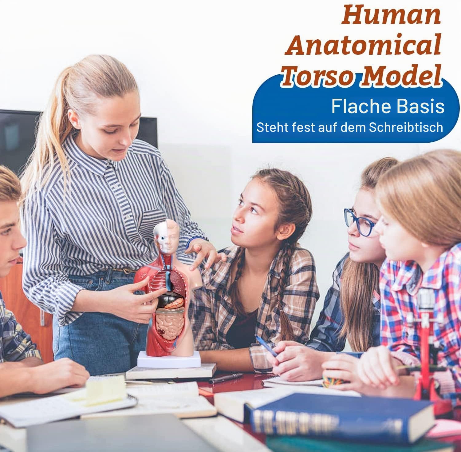 Menschliches Körpermodell 28Cm, Anatomische Medizinische Innere Organe 15 Stücke Human Torso Anatomie-Modell Mit Herzkopf-Gehirn-Skelett-Modell Für Den Unterricht Kinder Anatomie-Bildung