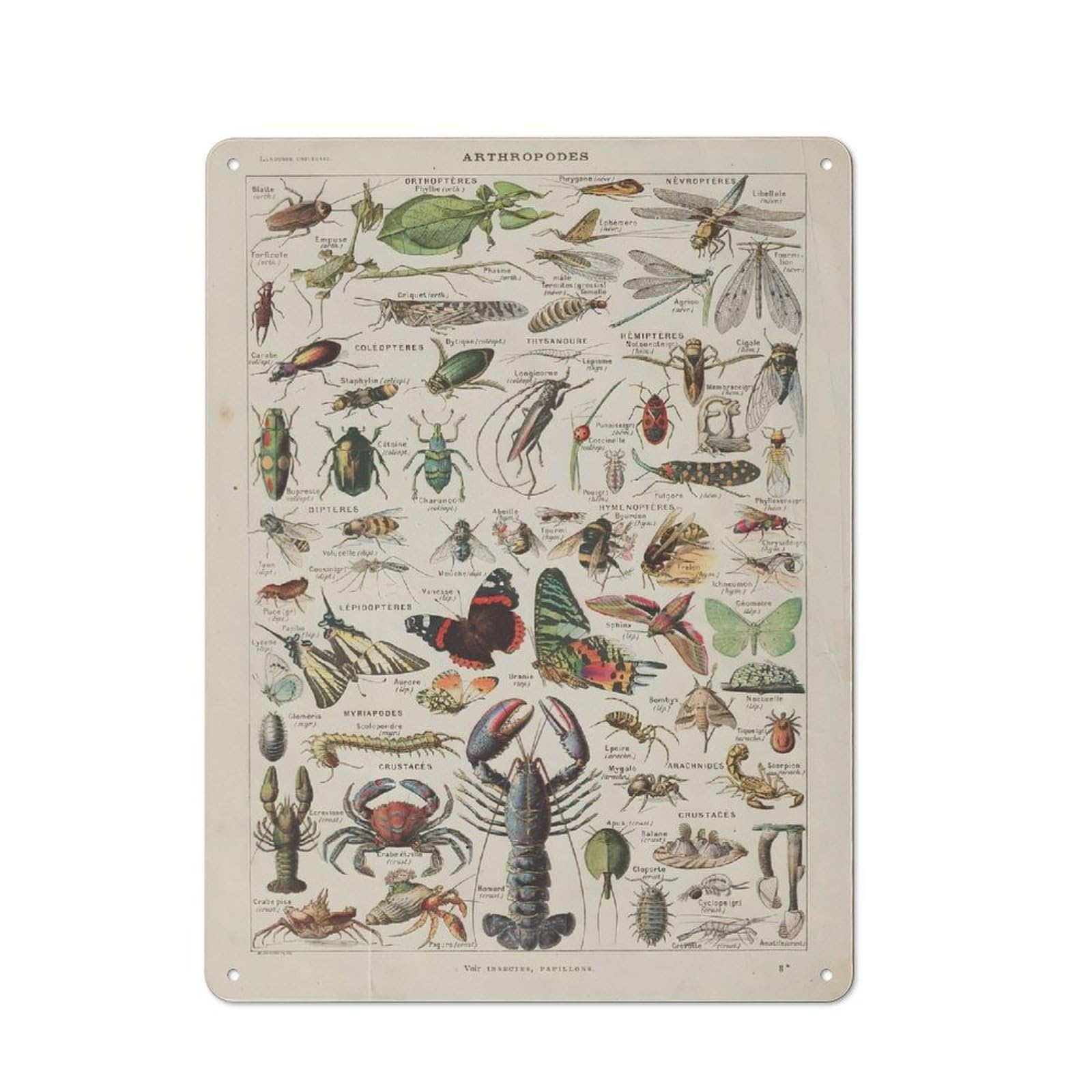 Vintage Arthropods Everyday Metal Wall Decor 40x30cm, Decorative Tin Plaque for Flat, Dorm Room, Lounge Or Cafe