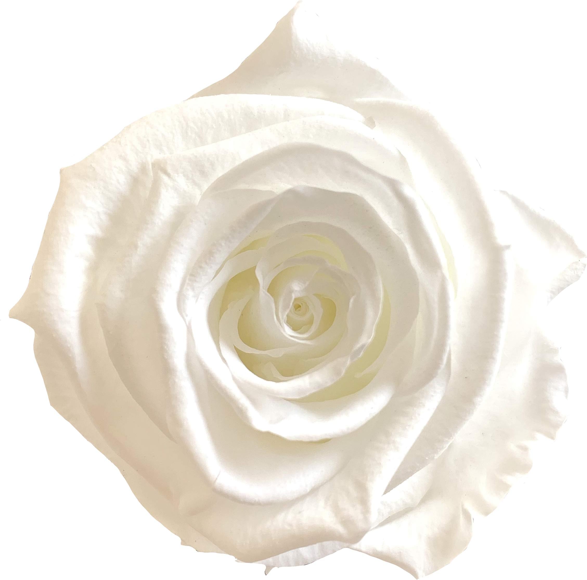 KIKA DECO Preserved Roses Head Pack (Large 6 Pack, White)