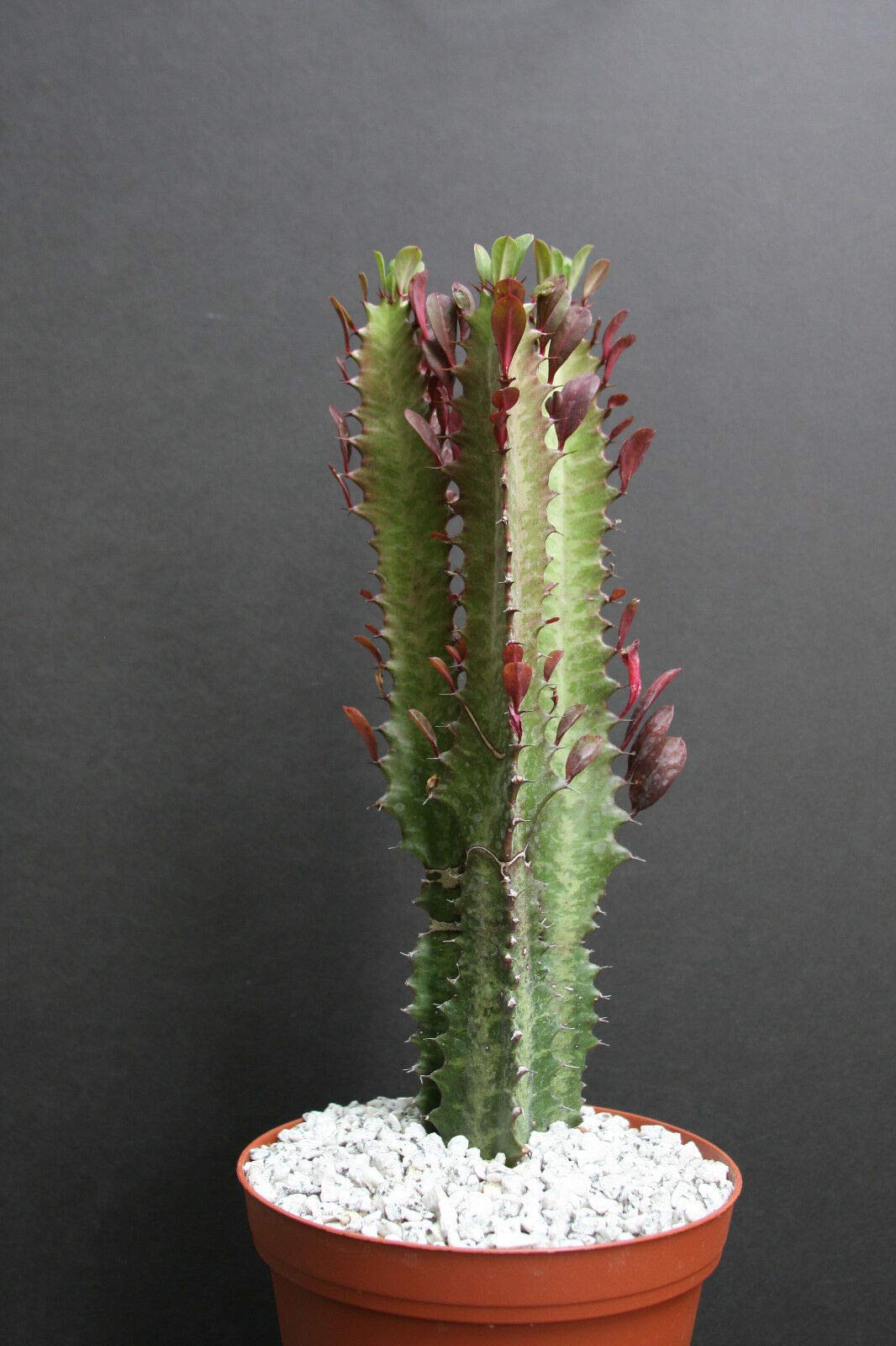 Amazon.com : Euphorbia Trigona Rubra African Milk Tree Rare Cactus Plant  Exotic Succulent jocad (6" Plant) : Patio, Lawn & Garden