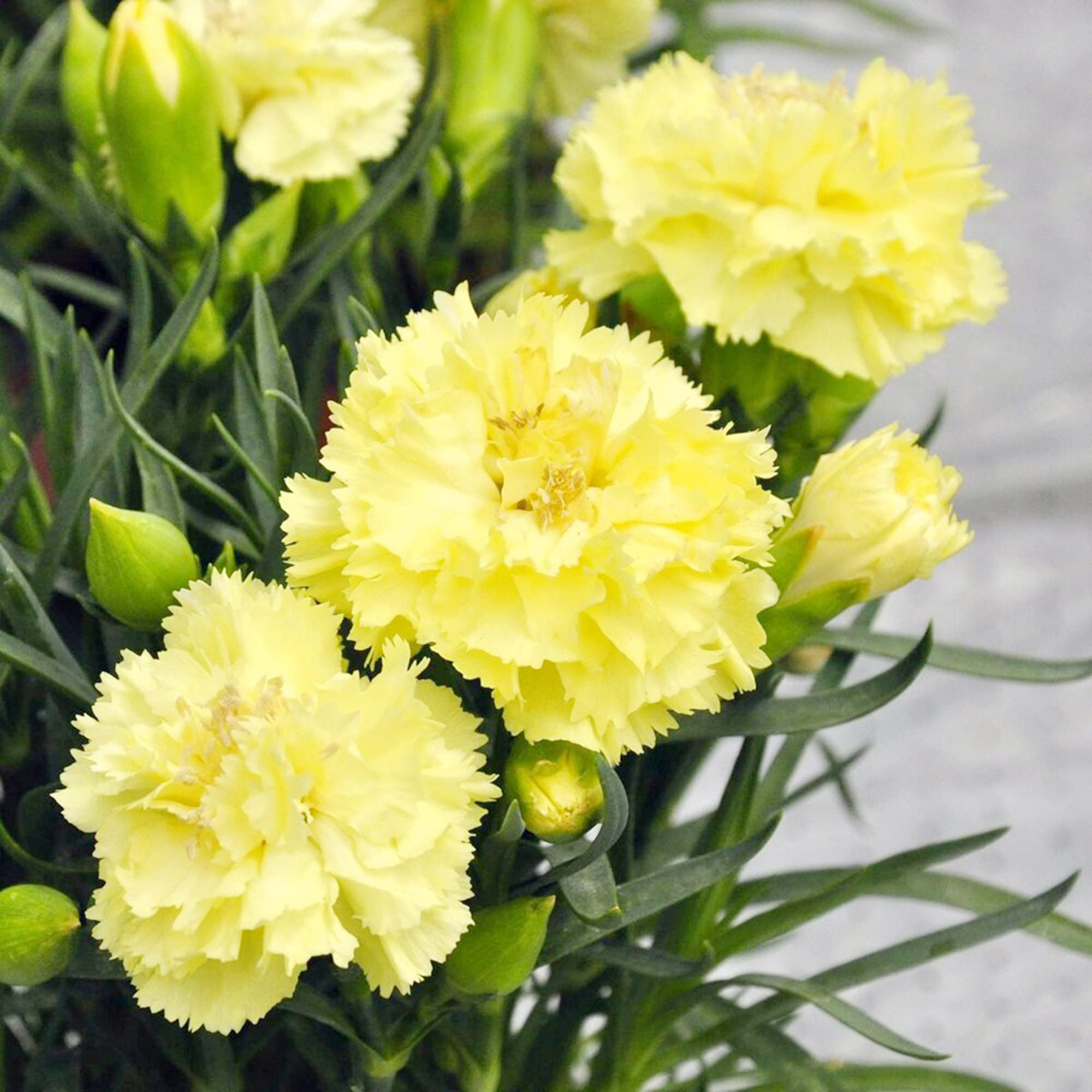 Yellow Carnation Seeds Fragrant Heat Tolerant Attracts