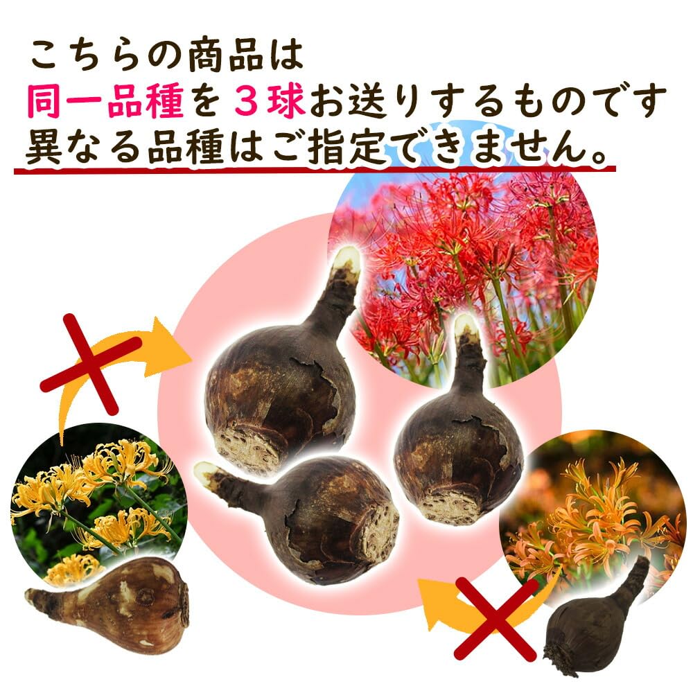 球根】ラブラドール 3球 チューリップ レア品種 ボルドー フリンジ咲き