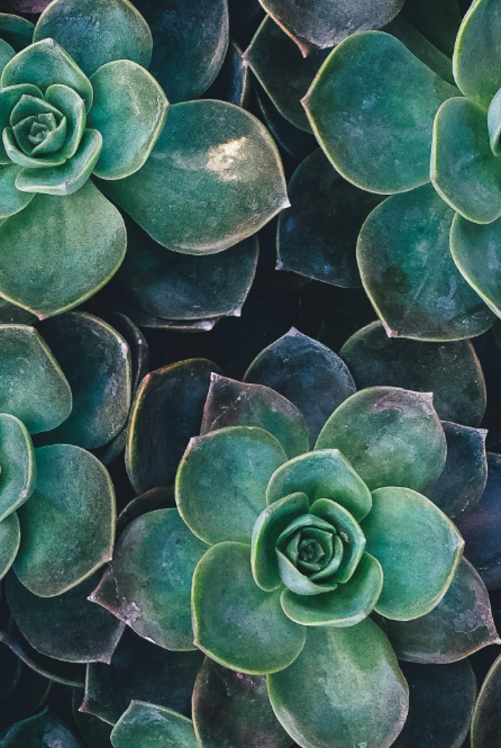 Succulent Journal - Blank - 200 Pages