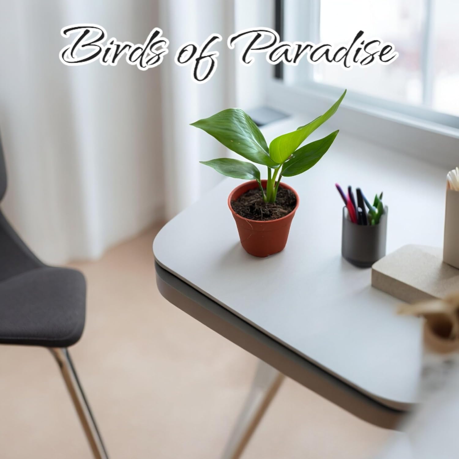 Live Bird of Paradise Plants in 4" Pot - Pet Safe Air Purifying Indoor Houseplants Flowers for Home Office Wedding Decor & Birthday Gift (Heat Pack Included)