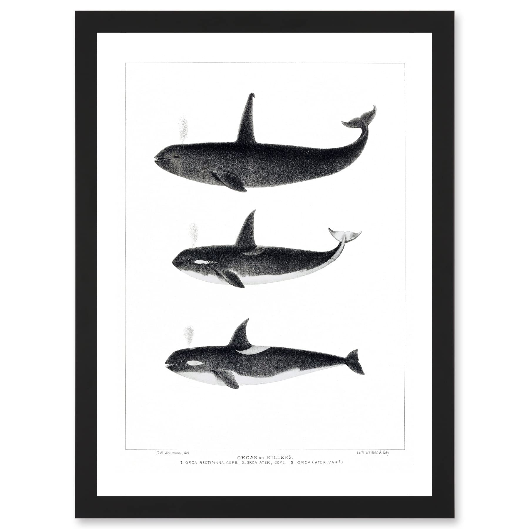 Wee Blue Coo Orca Killer Whales Nature Ocean Sea Life Artwork Framed Wall Art Print A4