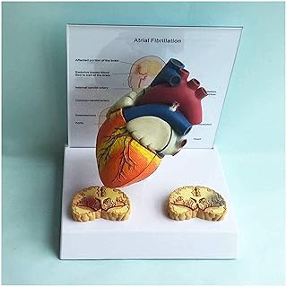 Study Model Educational Model Life Size Human Heart Model - Human Organ Anatomical Model Heart Atrial Fibrillation Medical Model with Base - for Medical Educational Training Aid(2-Part) SaiFei