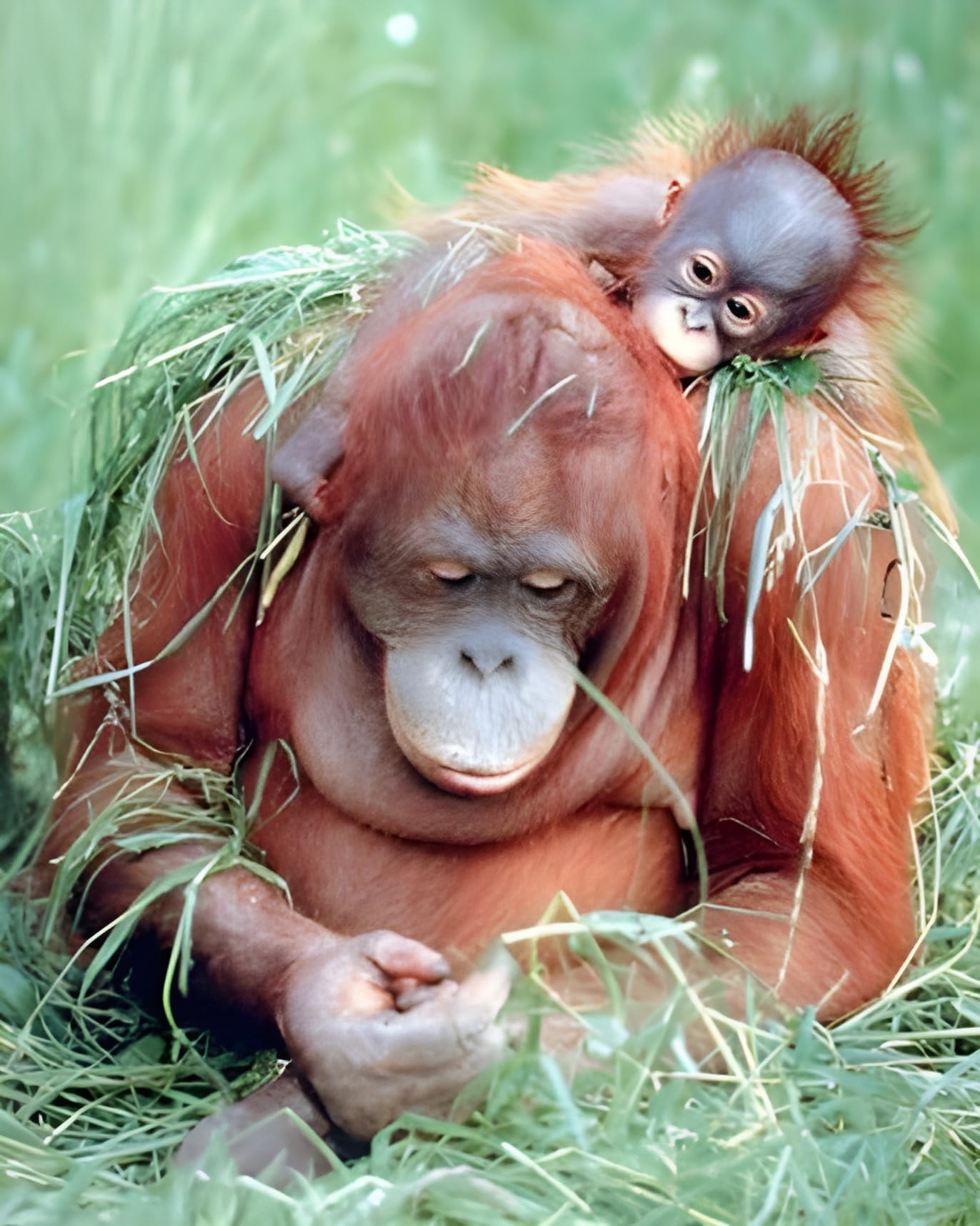 Amazon.com: Impact Posters Gallery Orangutan and Baby Wildlife