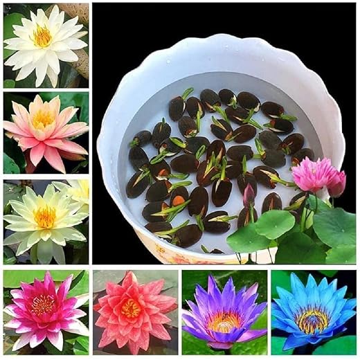 Amazon Brand - All Season Lotus Flower Hybrid Japanese Lotus Flower Seeds | 95% Germination Rate | Dwarf Rainbow | Kamal Gatta Beej | Mix of 12 Colors | Exotic Variety (PACK OF 25 SEED)