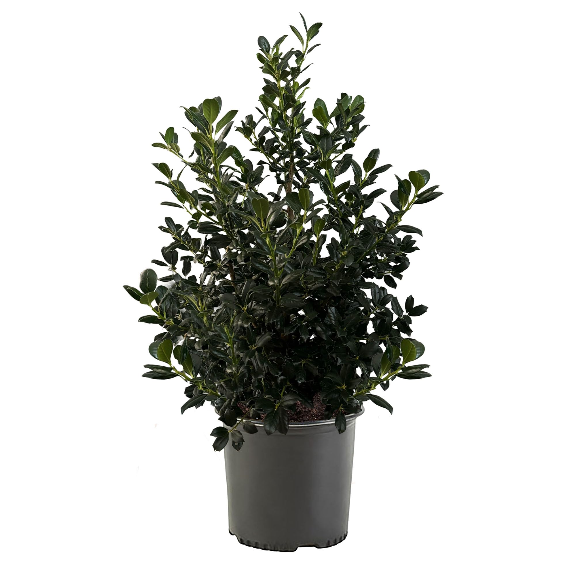 Nellie R. Stevens Holly 7 Gal