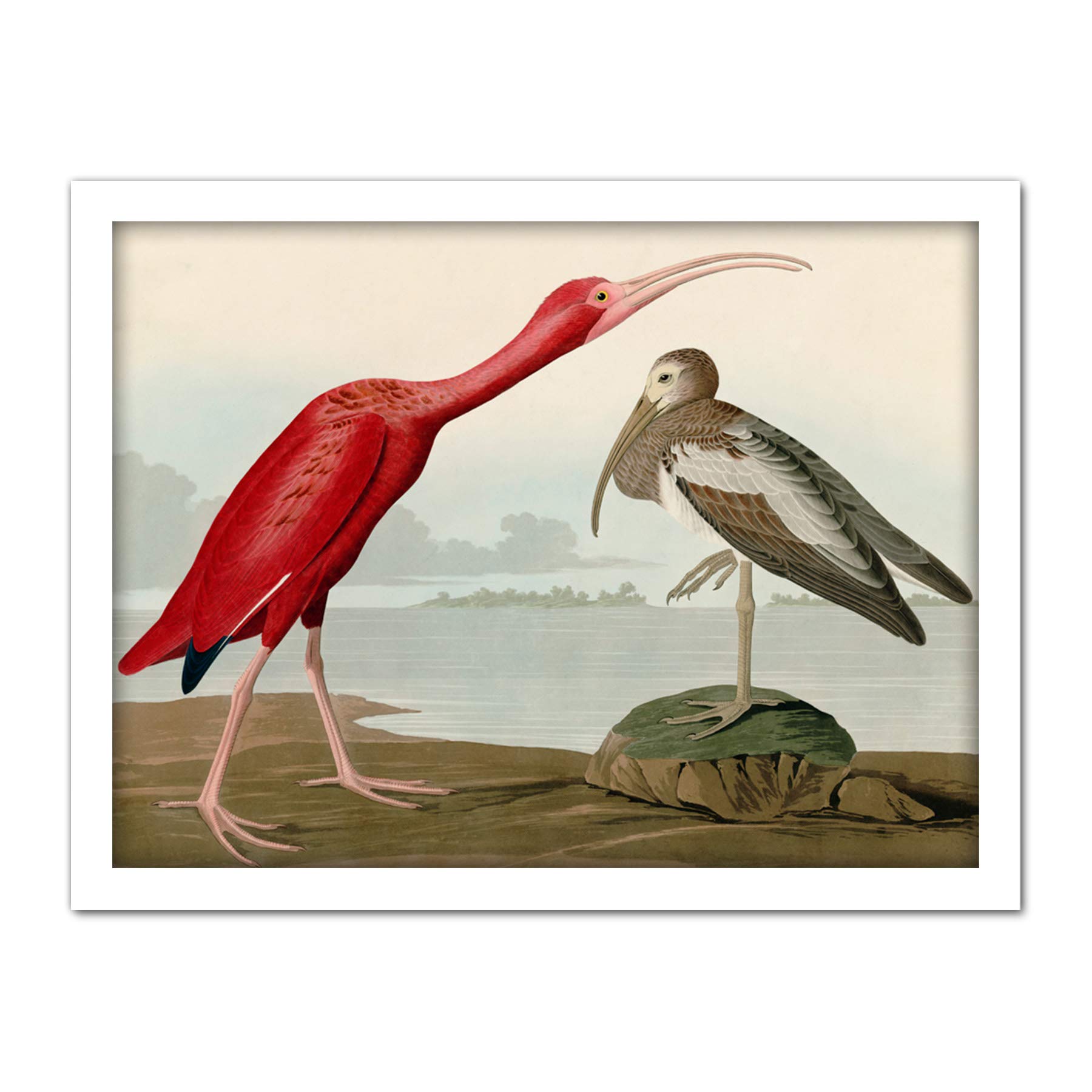 Artery8 Audubon Birds Scarlet Ibis Painting Artwork Framed Wall Art Print 18X24 Inch