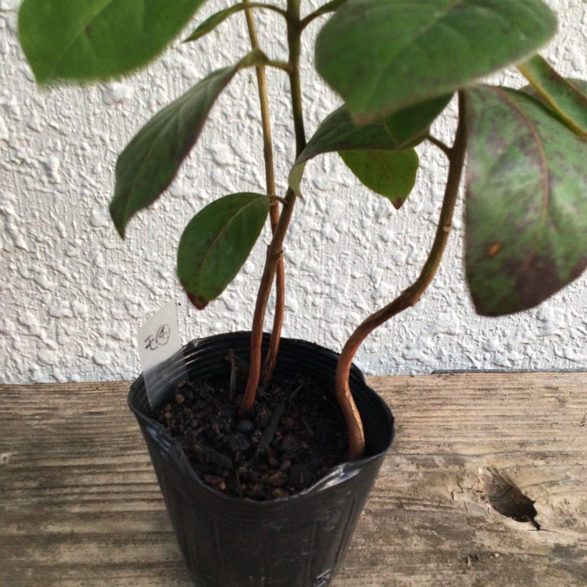 Amazon.co.jp: 3本セット!双葉が落ち、木質化が始まっている苗です Amazon.co.jp: 3本セット!双葉が落ち、木質化が始まっている苗です