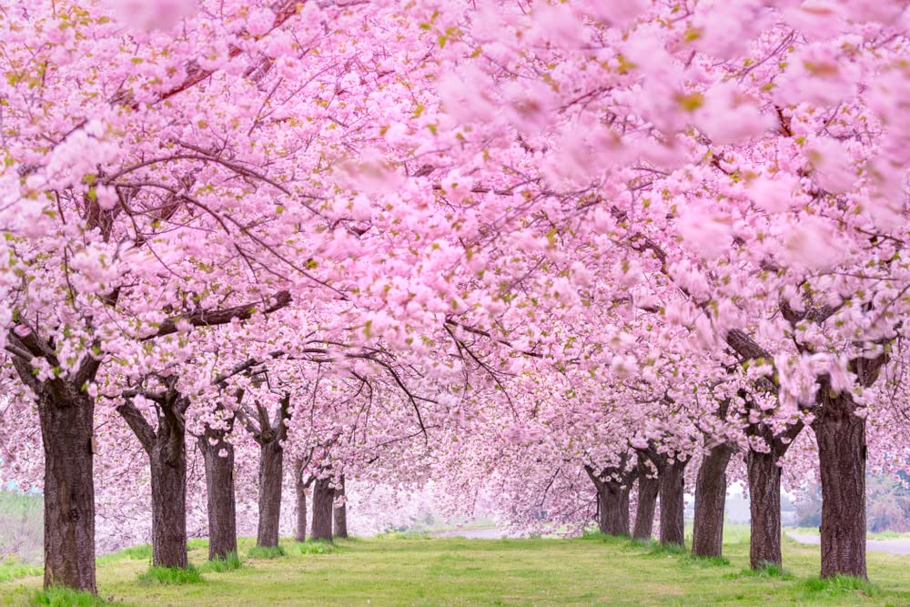 Amazon.com : 12 Japanese Flowering Cherry Blossom Seeds : Patio