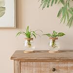 Dahey Plant Propagation Jars Plant Terrarium Glass Vase with Wooden Saucer and Cork Planter Station for Growing Hydroponic Plants Indoor Table Centerpirce Home Office Decor, Set of 2