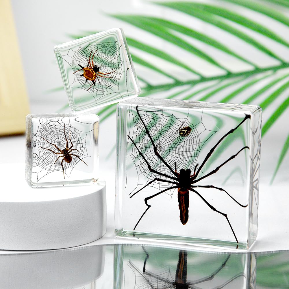 3 Pcs Insect Specimen Paperweights,Spide Specimens for Fun Party Favors,Science Educational Bug Toys with Real Bugs in Resin Inside(3 Spider)