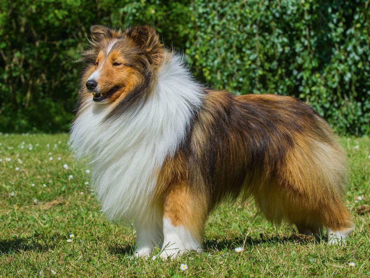 CALVENDO Puzzle Sheltie - Le rêve d'un Chien mâle 1000 Pieces 64 x 48 cm from Sista-Tierfoto
