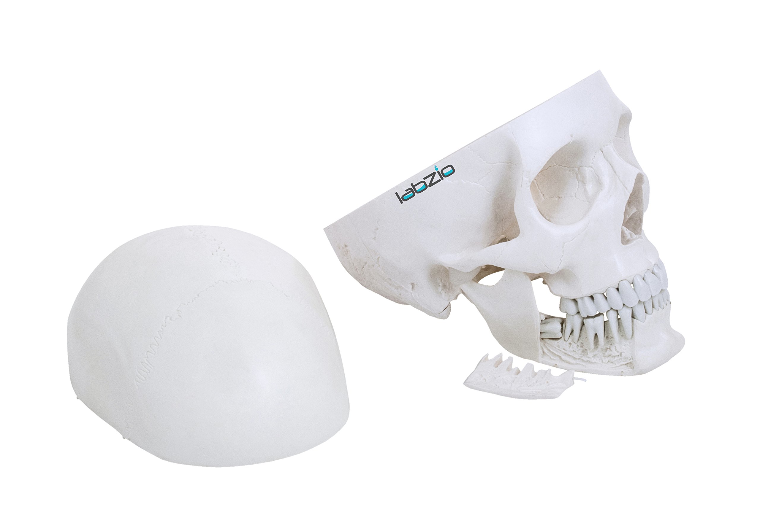 Sponsored Ad - Life-Size 4-Part Human Skull Model â Anatomical Skull with Removable Teeth, Calvarium & Articulating Jaw | Skull for Anatomy, Dental Students, Medical Training & Halloween Decor