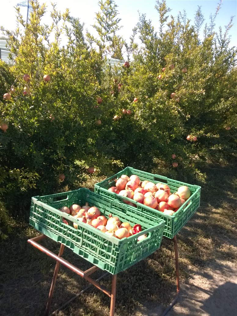 Vinagre de granada agridulce natural con acetificación espontánea lenta
