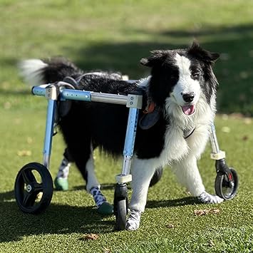 CMYUN Dog Wheelchair for Back Legs - 4 Wheels Adjustable Dog Wheel Chair Pet Mobility Aid, Small Medium Large Pet Doggie Carts, Disabled Dog Leg BracesSize M