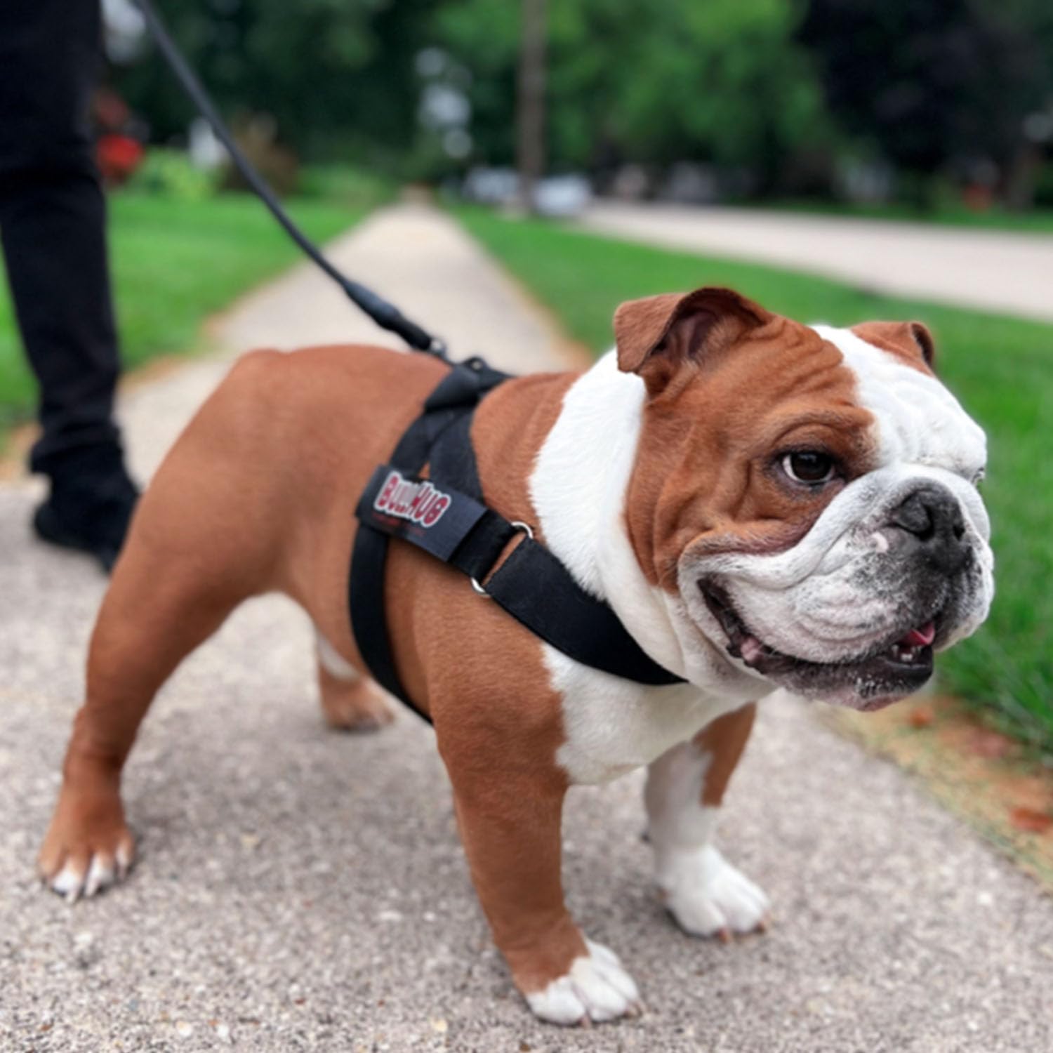 BULLHUG Arnés ajustable para perro, sin tirones, sin estrangulamiento, para bulldogs ingleses, bulldogs franceses, pugs y razas de pecho ancho, paseos fáciles y seguros (negro, mediano)