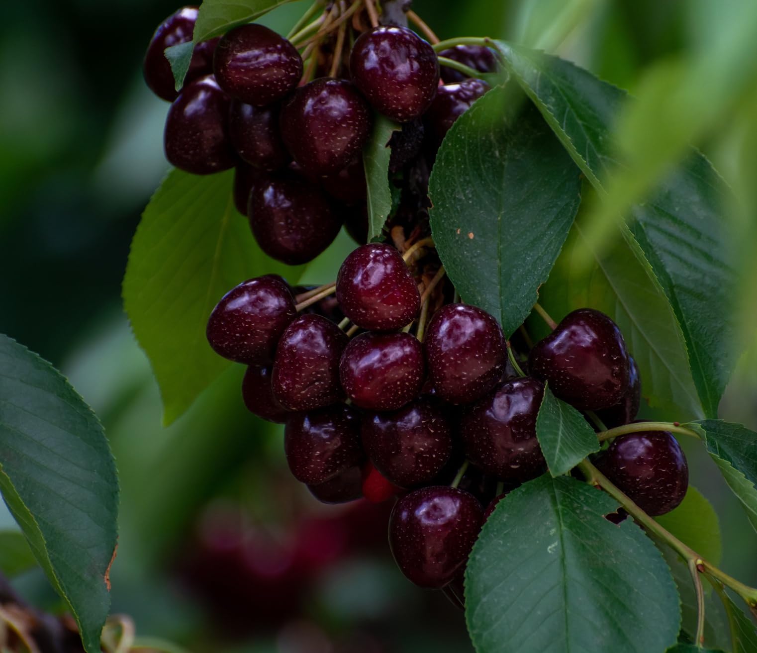 Dwarf Black Cherry Fruit Tree