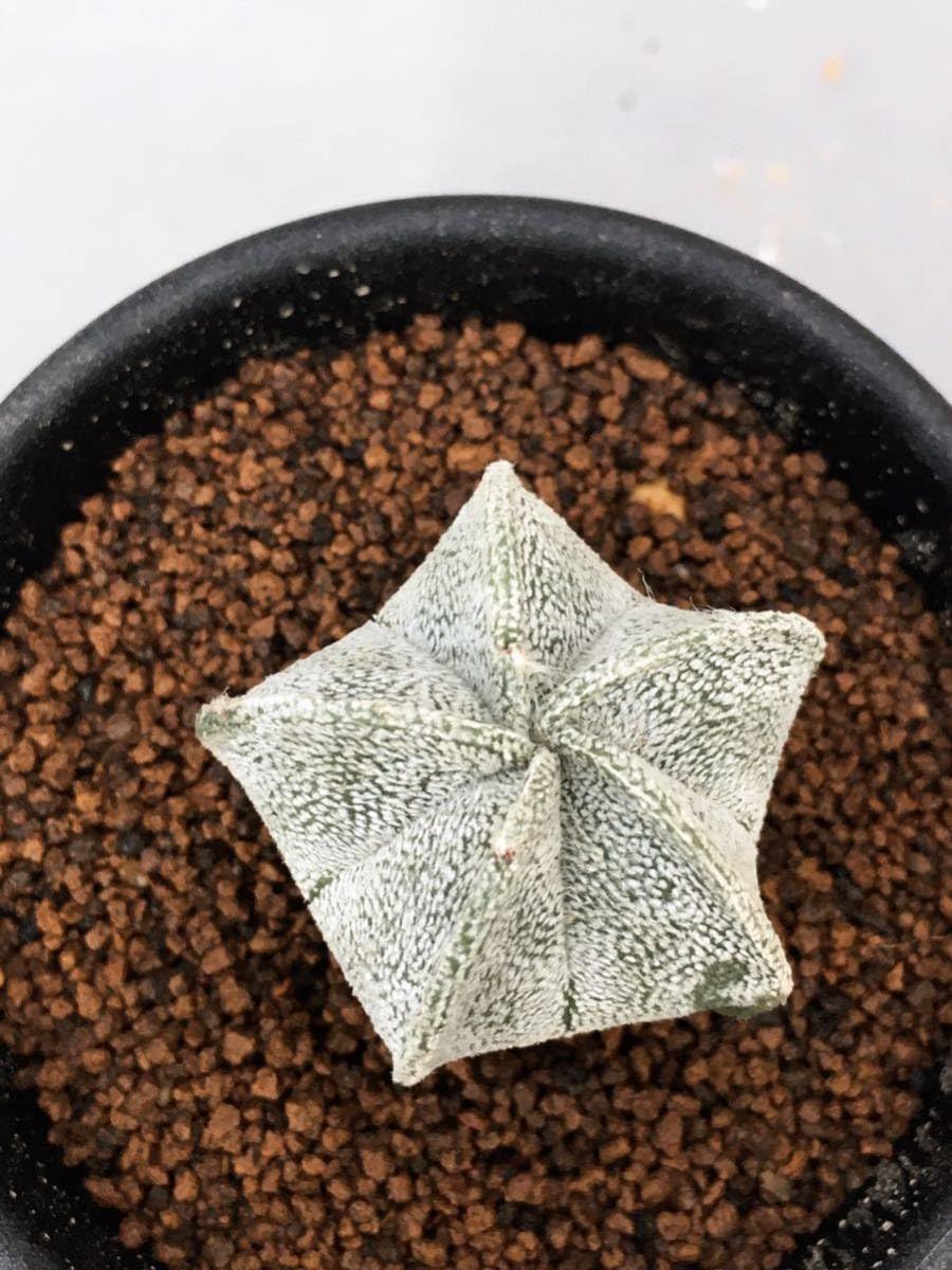 白ランポー玉　アストロフィツム　サボテン　国内実生　ストロンギロゴナム Amazon.co.jp: Astrophytum coahuilense アストロフィツム 白