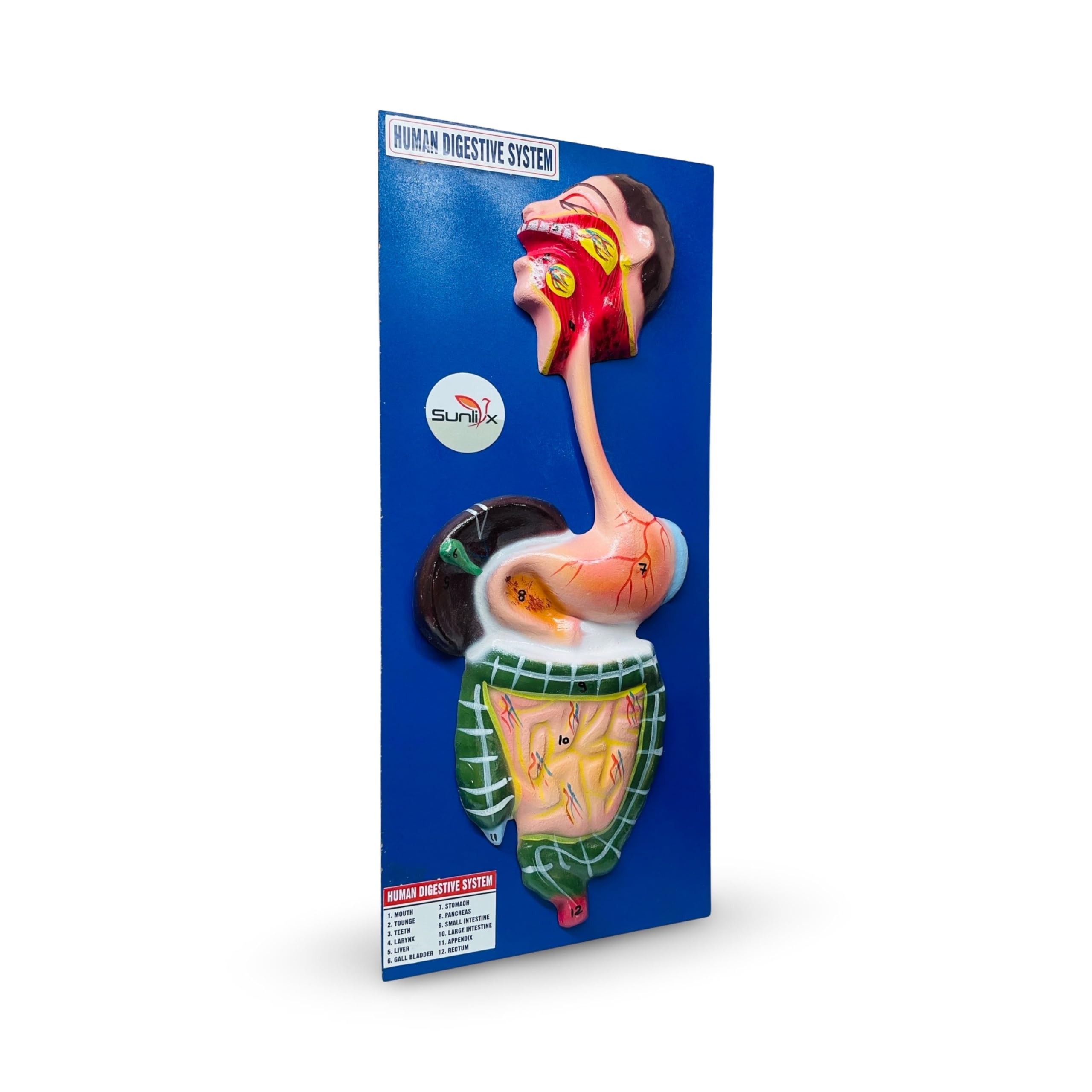 Sunlix Human Digestive System Model - Anatomy Learning Tool for Students & Teachers (B0DBTV633V) Amazon Price History, Amazon Price Tracker