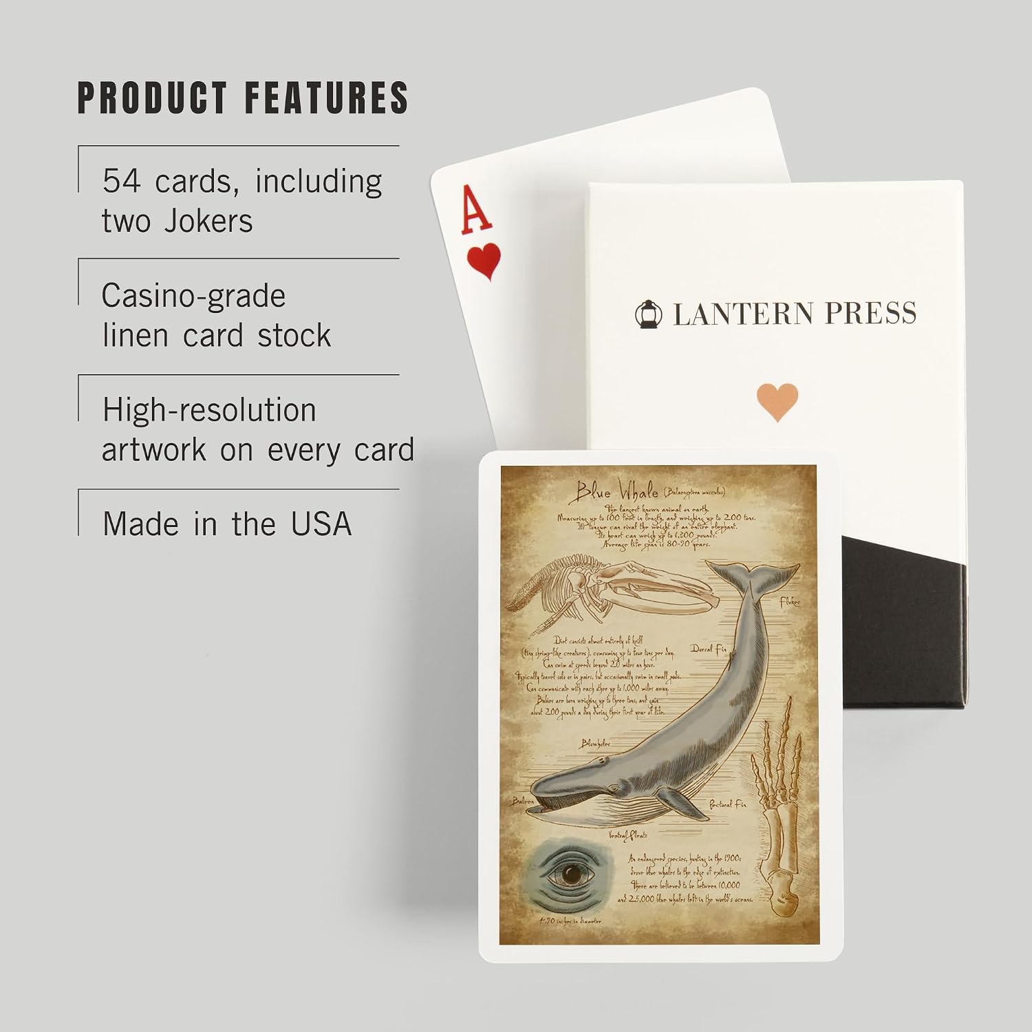 Lantern Press Blue Whale, da Vinci, 52 Playing Cards for Adults, Poker Size Card Deck
