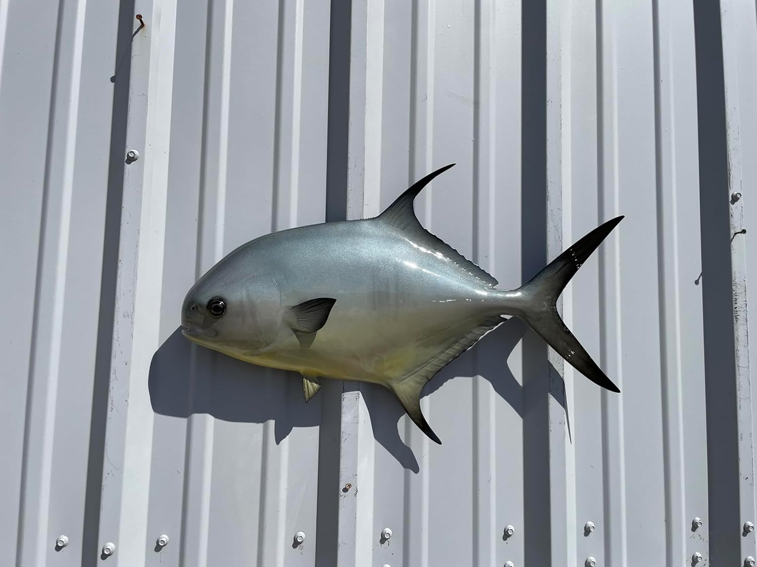 in Stock - 25" Permit Half Sided Fish Mount Replica - Affordable Coastal Decor - Indoors Or Outside