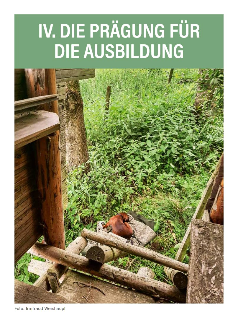 Jagdhunde ausbilden: Vom Grundgehorsam bis zum Training für die Nachsuche