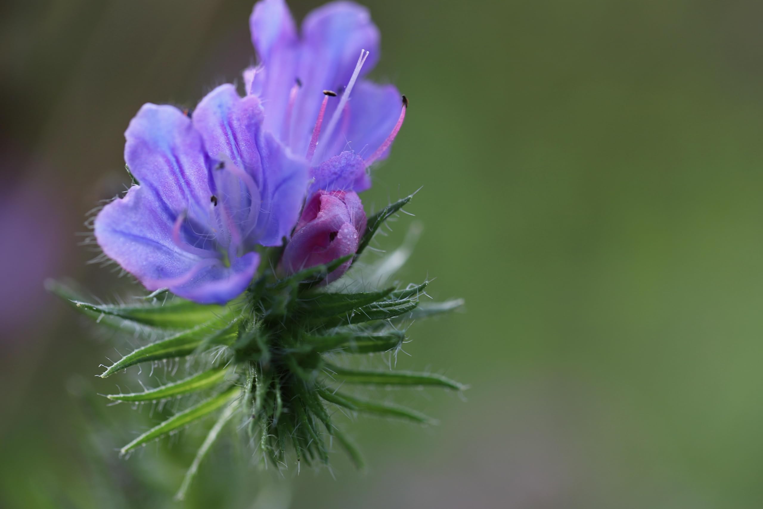 Gewöhnlicher Natternkopf (Echium vulgare) Samen. Schmetterlinge und Bienen lieben ihn! (20000 Samen = 58,0g)