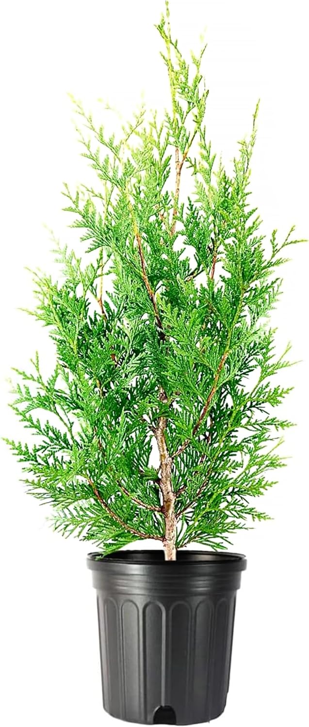 Green Giant Arborvitae | 2 Live 1 Gallon Trees | Thuja Plicata | Evergreen Privacy Screening Plants