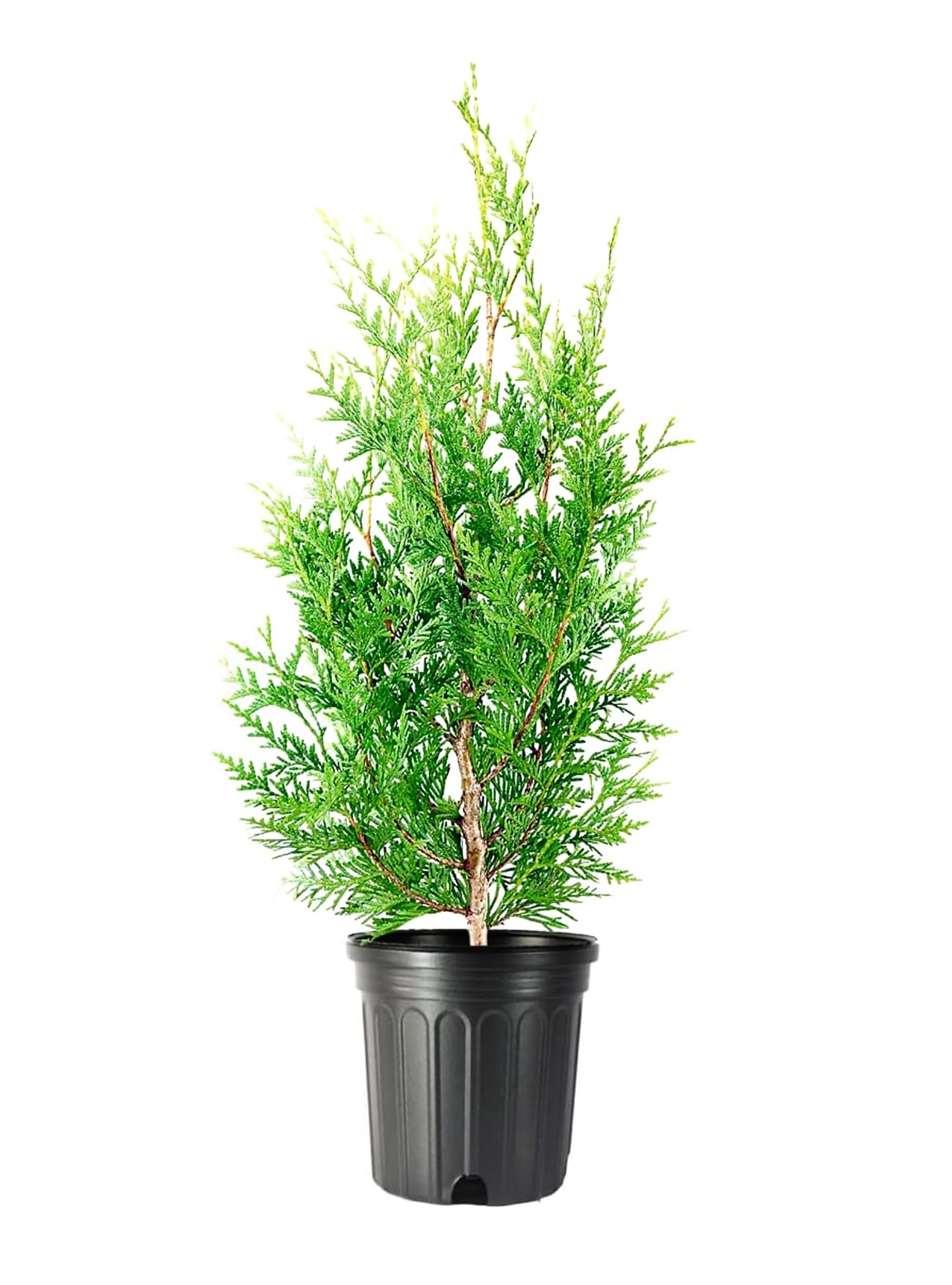 Thuja Green Giant 3 Large Trade Gallon Trees