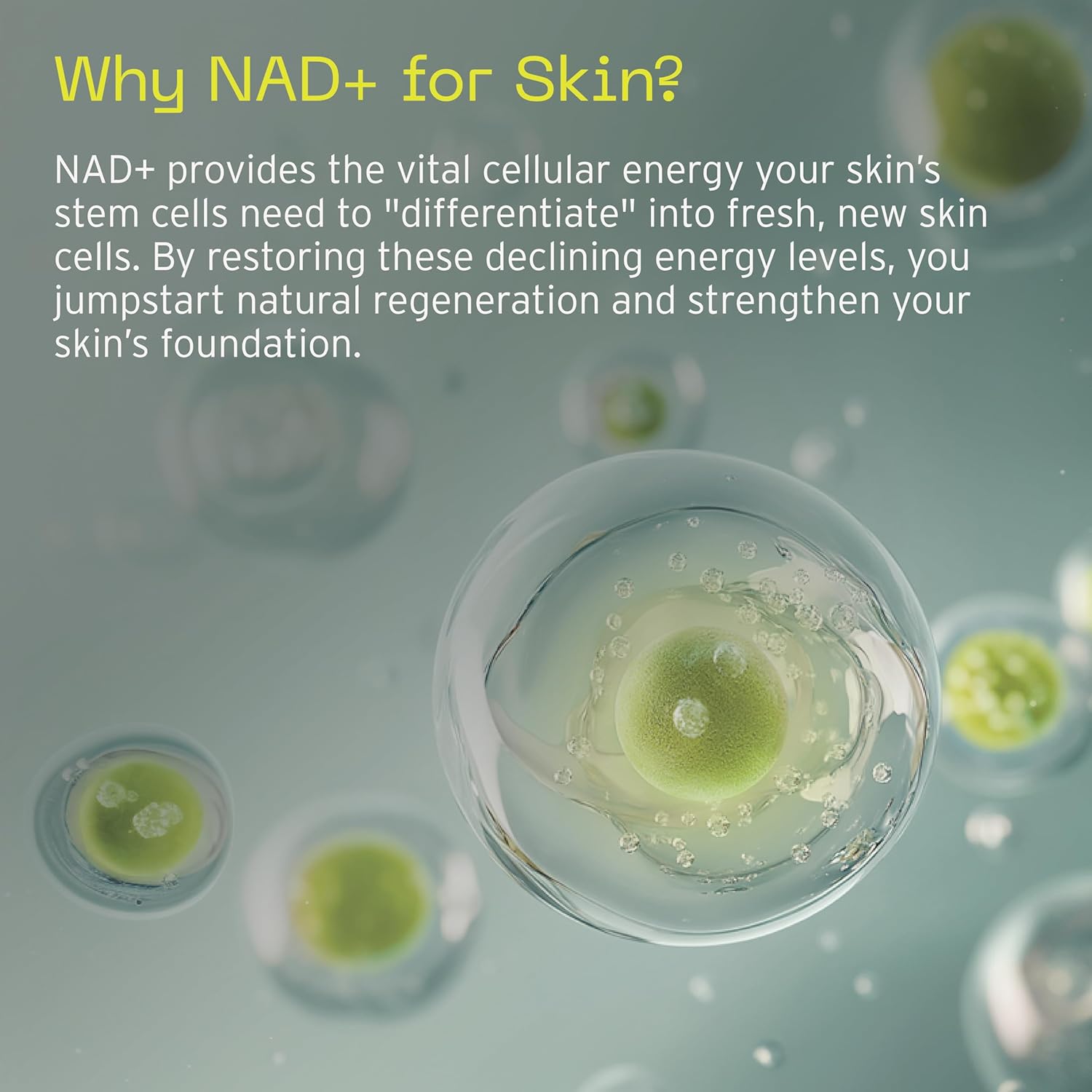 Aramore NAD+ Cell Energizing Skin Care Treatment with Proprietary NAD+ Precursor Complex, Clinically Proven to Target 12 Signs of Aging - 50ml