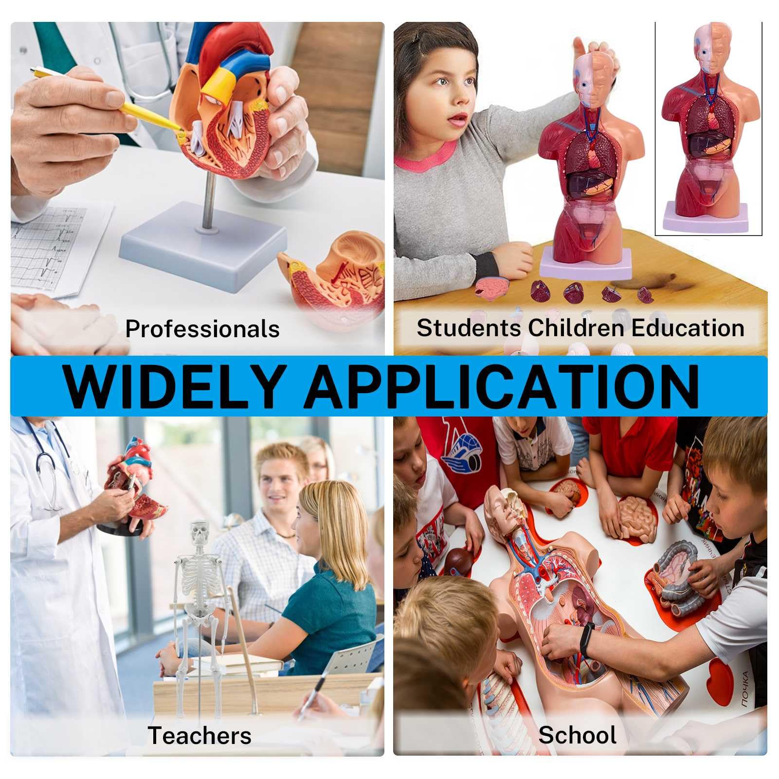 Modelli di Anatomia Umana - Set di 3 (Scheletro, Torso, Cuore) per Lo Studio dell'anatomia Umana