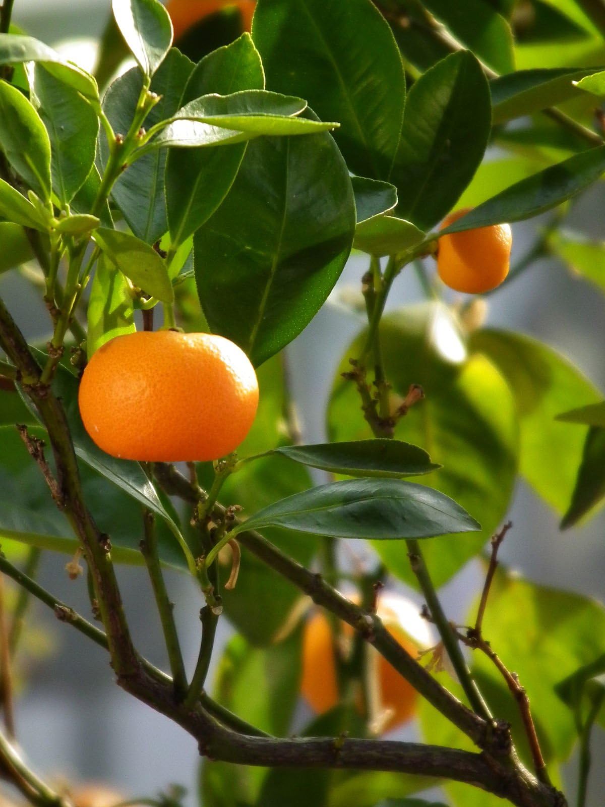 Live Sweet Dwarf Tangerine Orange Plant 1 Airlayering Healthy Live Plant