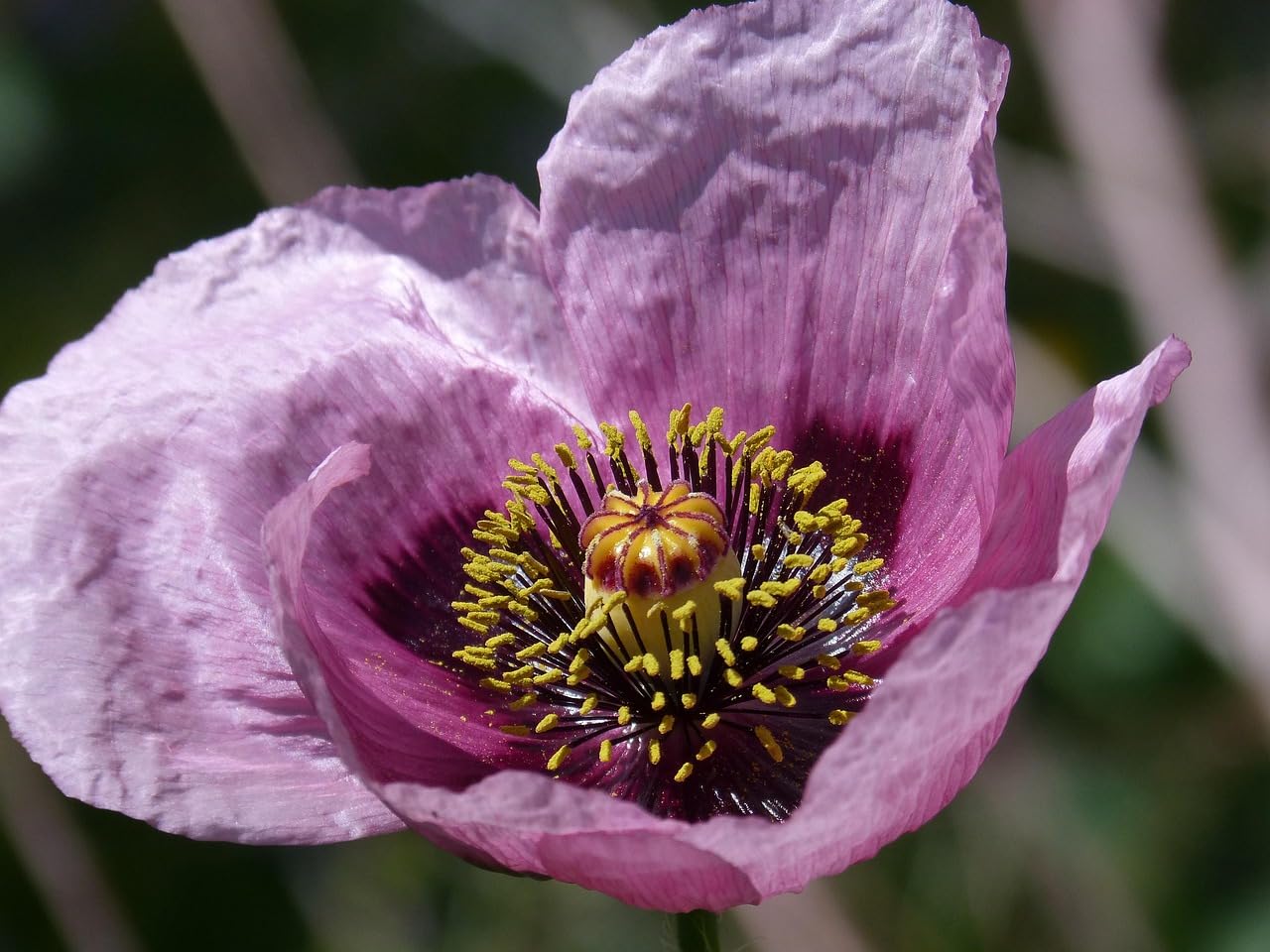 Poppy Flower Seeds Mix, Papaver Rhoeas, Dwarf and Tall Varieties, Blue, Grey, Orange, Red (Papaver somniferum, 500g)