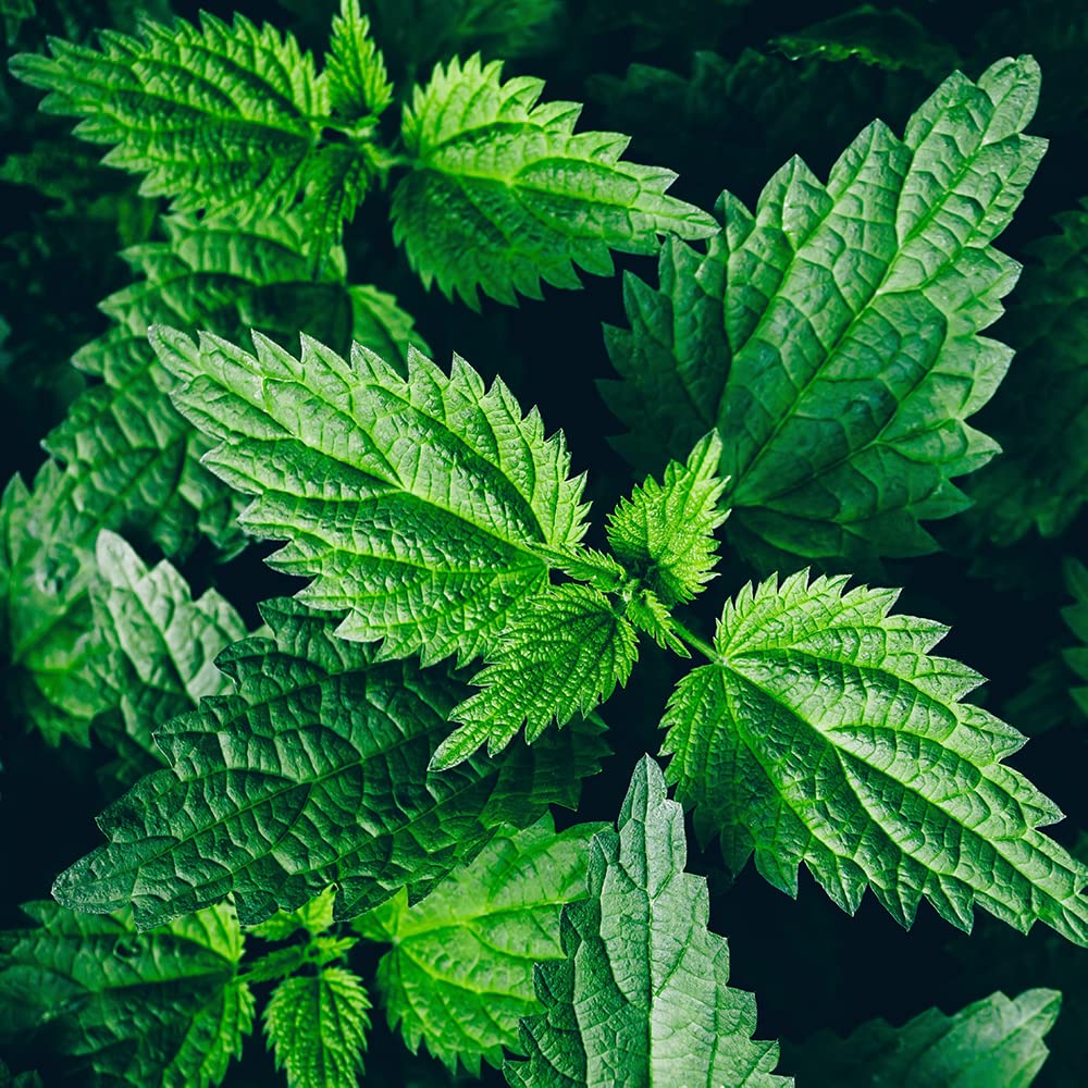 Amazon.com: Organic Stinging Nettle Plant, Urtica dioica - Live Plant in  2.5" Pot - Survival Food, Nutritious Herb by Smoke Camp Crafts : Health &  Household