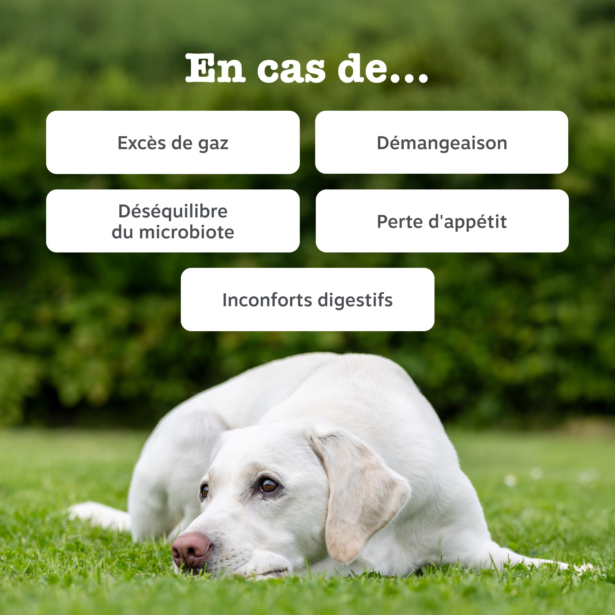 Zesty Paws Bouchées Probiotiques Chien | Supporte Digestion, Équilibre Intestinal, Système Immunitaire | Prébiotiques, Probiotiques, Postbiotiques | Usage Quotidien | 90 Bouchées