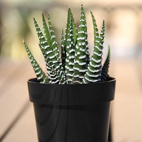 Miniatura 7 de Altman Plants - Juego de suculentas de escritorio para oficina