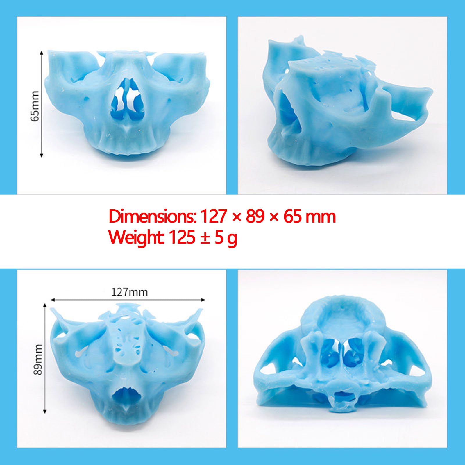 Modello di Pratica per Impianti Dentali Modello di Pratica di Perforazione dello Zigomo e del Pterigoide per Studenti e Professionisti,Blu,12cm