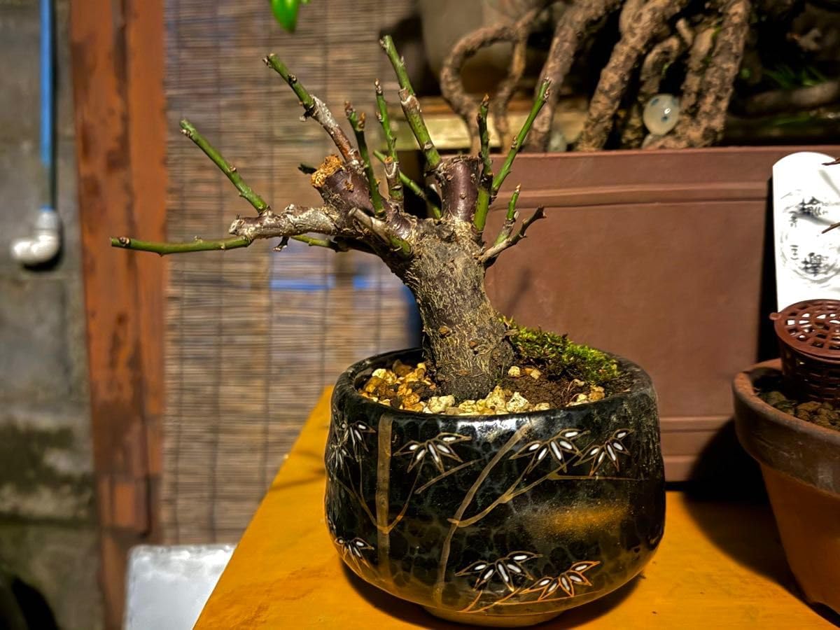 お盆特価！山採りアオダモ。 お盆特価！山採りアオダモ。 お盆特価！山