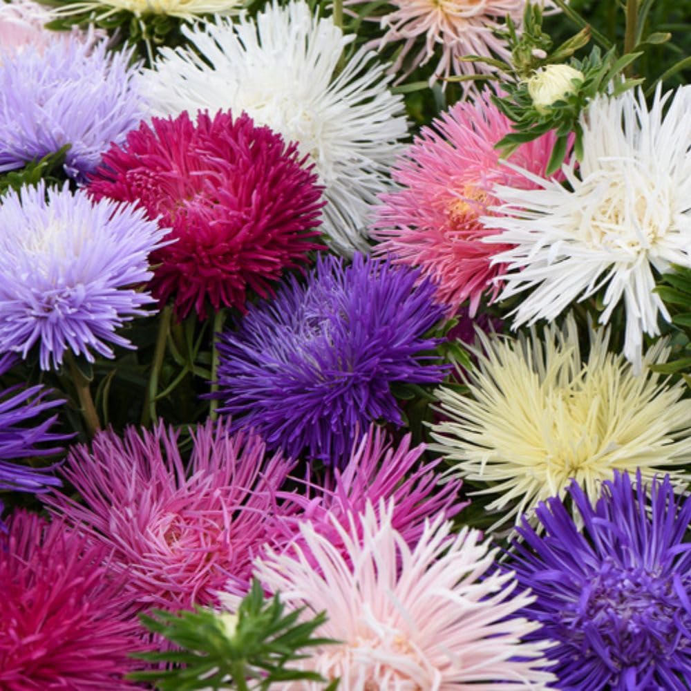 Annual Bedding 48 Plugs Super Saver Collection – Mixed Summer Bedding Plants – Half-Hardy Annuals – Long Flowering Garden Display for Beds, Borders & Containers by Thompson and Morgan — view 2