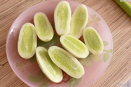 Pepino blanco - Polinizado abierto - Verdura reliquia - Sin OMG