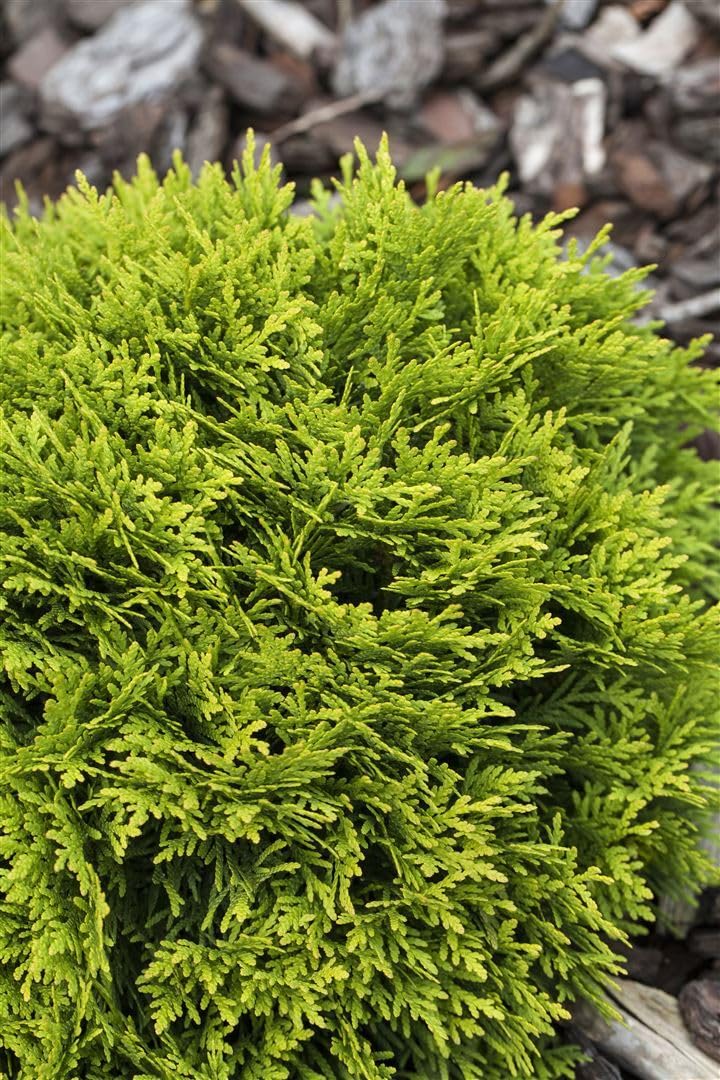 Thuja occidentalis 'Mirjam' 20-25 cm  Winterhart, Immergrn, Pflegeleicht   Lebensbaum  Konifere fr Beet & Kbel : Amazon.de: Garten