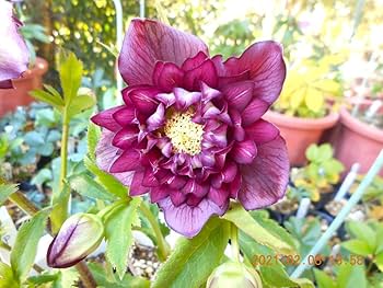 限定1セット クリスマスローズクレオパトラ黒多弁交配発芽苗等A 限定1 限定1セット クリスマスローズクレオパトラ黒多弁交配発芽苗等A 限定1